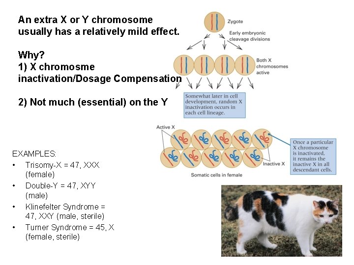 An extra X or Y chromosome usually has a relatively mild effect. Why? 1)