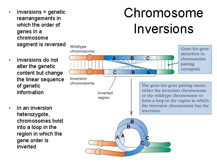  • Inversions = genetic rearrangements in which the order of genes in a