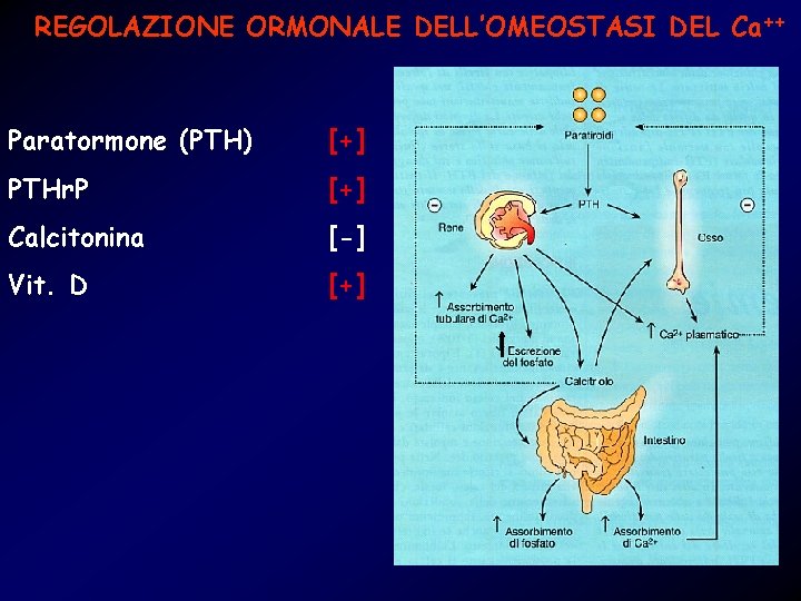 REGOLAZIONE ORMONALE DELL’OMEOSTASI DEL Ca++ Paratormone (PTH) [+] PTHr. P [+] Calcitonina [-] Vit.