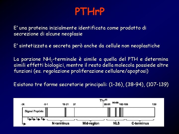 PTHr. P E’ una proteina inizialmente identificata come prodotto di secrezione di alcune neoplasie