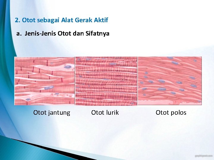 2. Otot sebagai Alat Gerak Aktif a. Jenis-Jenis Otot dan Sifatnya Otot jantung Otot