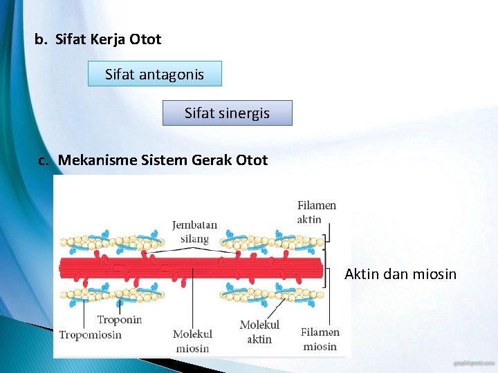 b. Sifat Kerja Otot Sifat antagonis Sifat sinergis c. Mekanisme Sistem Gerak Otot Aktin