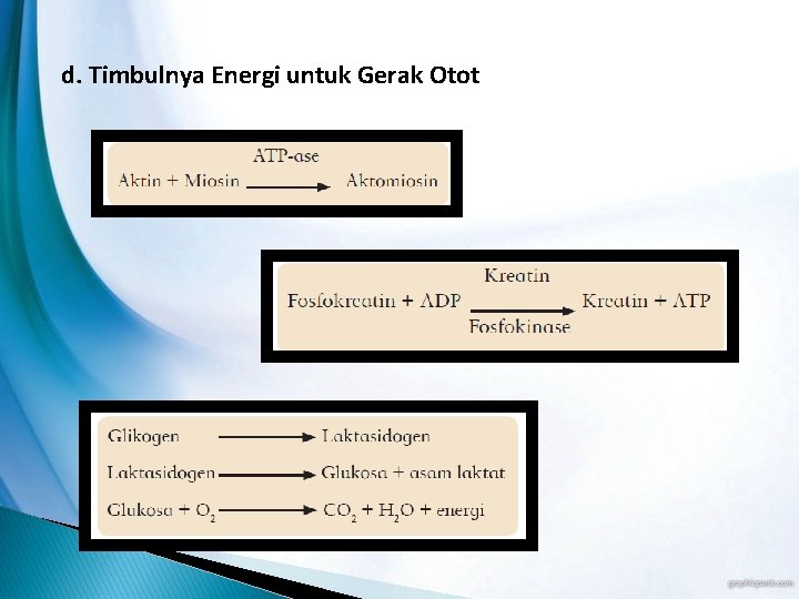 d. Timbulnya Energi untuk Gerak Otot 