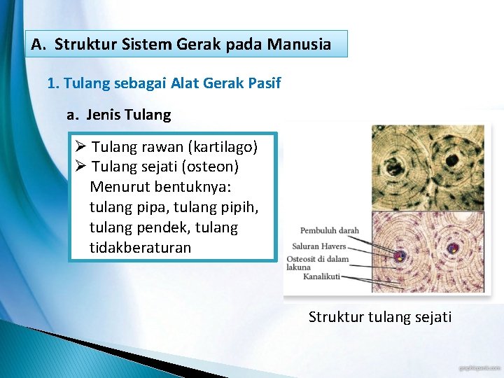 A. Struktur Sistem Gerak pada Manusia 1. Tulang sebagai Alat Gerak Pasif a. Jenis