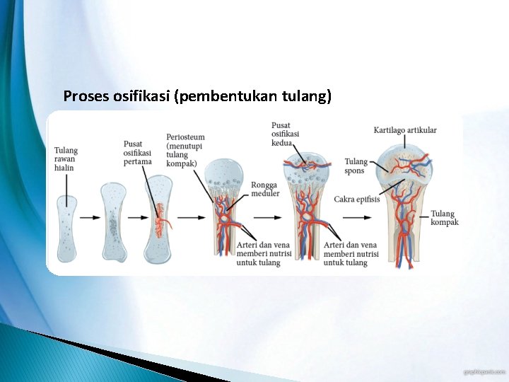 Proses osifikasi (pembentukan tulang) 