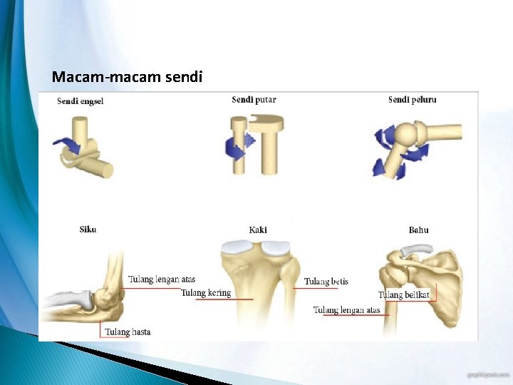 Macam-macam sendi 