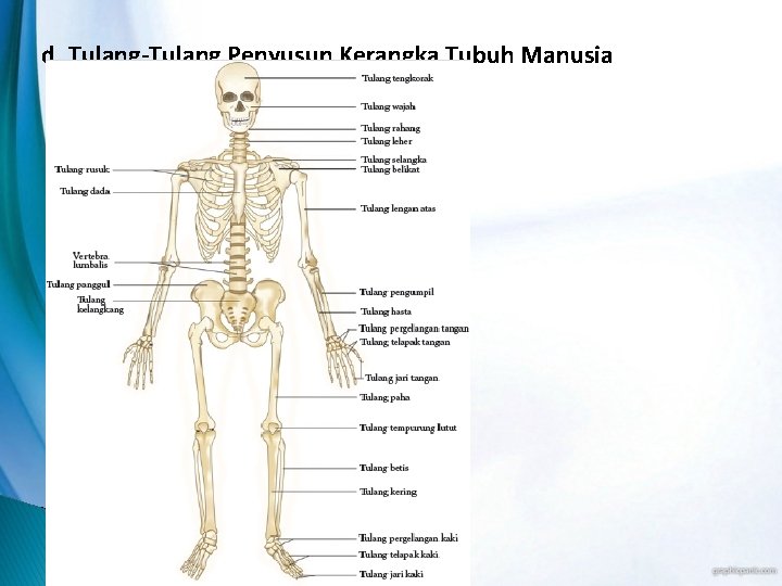 d. Tulang-Tulang Penyusun Kerangka Tubuh Manusia 