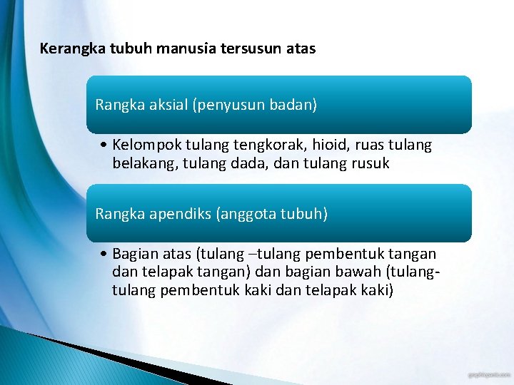 Kerangka tubuh manusia tersusun atas Rangka aksial (penyusun badan) • Kelompok tulang tengkorak, hioid,