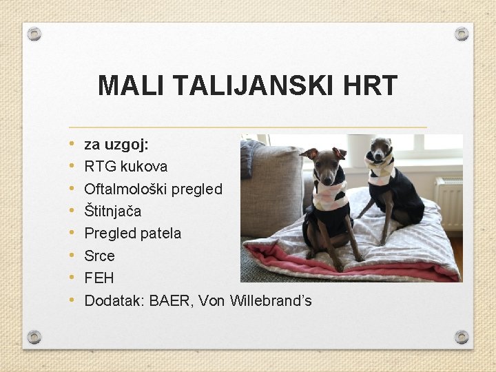 MALI TALIJANSKI HRT • • za uzgoj: RTG kukova Oftalmološki pregled Štitnjača Pregled patela