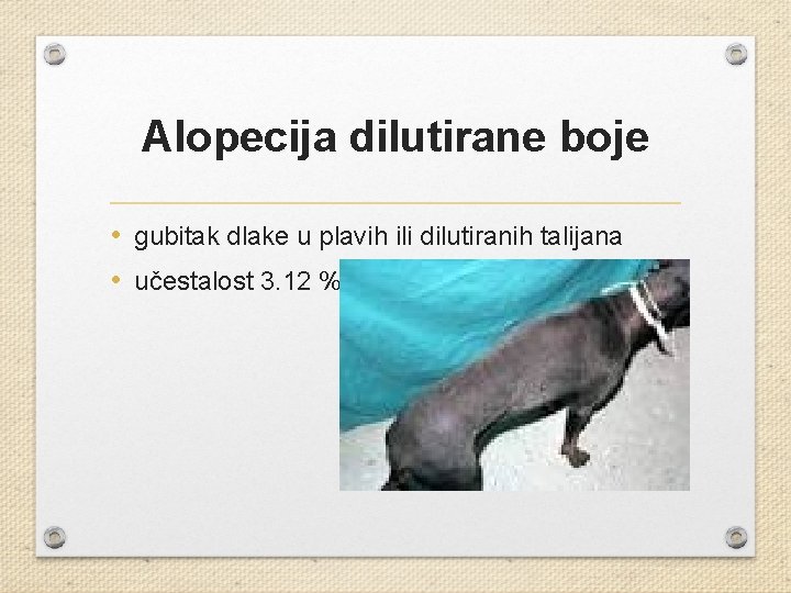 Alopecija dilutirane boje • gubitak dlake u plavih ili dilutiranih talijana • učestalost 3.