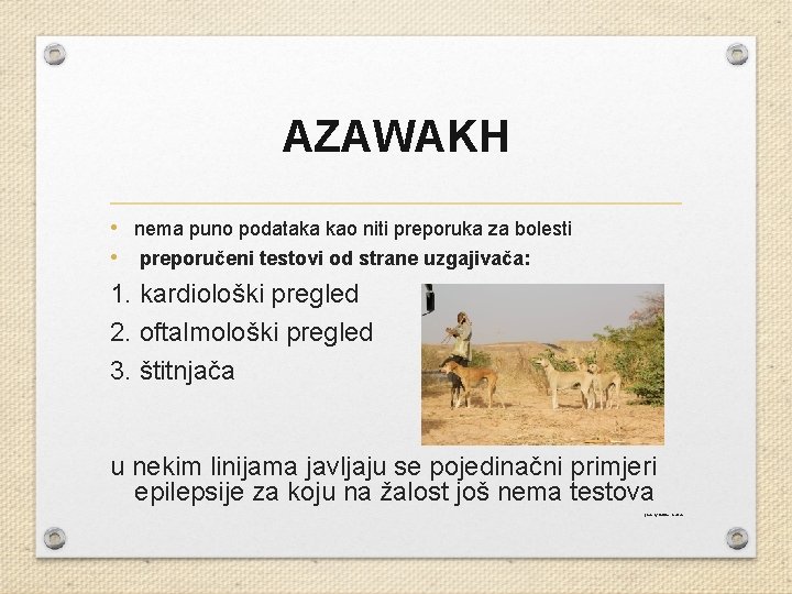 AZAWAKH • nema puno podataka kao niti preporuka za bolesti • preporučeni testovi od