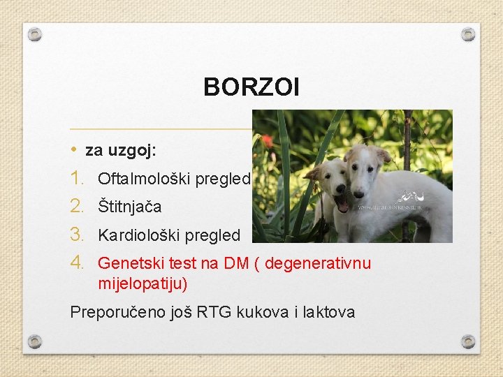 BORZOI • za uzgoj: 1. Oftalmološki pregled 2. Štitnjača 3. Kardiološki pregled 4. Genetski