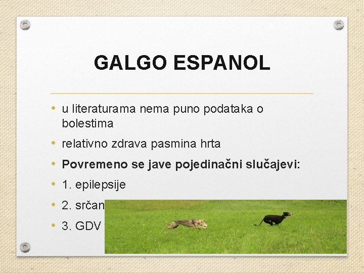 GALGO ESPANOL • u literaturama nema puno podataka o bolestima • • • relativno