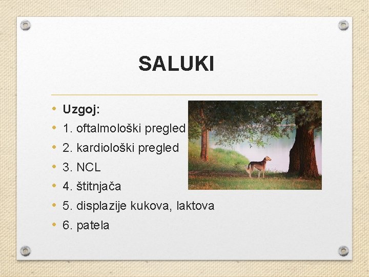 SALUKI • • Uzgoj: 1. oftalmološki pregled 2. kardiološki pregled 3. NCL 4. štitnjača