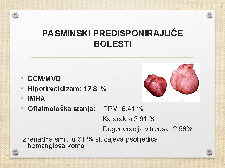 PASMINSKI PREDISPONIRAJUĆE BOLESTI • • DCM/MVD Hipotireoidizam: 12, 8 % IMHA Oftalmološka stanja: PPM: