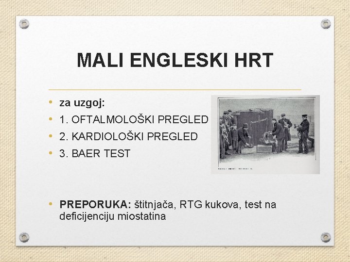 MALI ENGLESKI HRT • • za uzgoj: 1. OFTALMOLOŠKI PREGLED 2. KARDIOLOŠKI PREGLED 3.