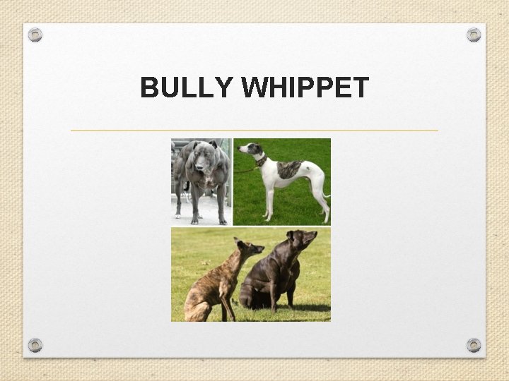 BULLY WHIPPET 