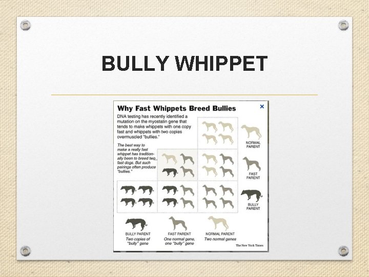 BULLY WHIPPET 