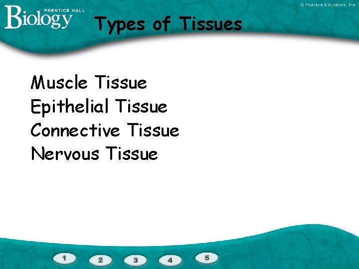 Types of Tissues Muscle Tissue Epithelial Tissue Connective Tissue Nervous Tissue 