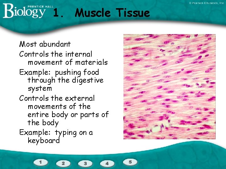 1. Muscle Tissue Most abundant Controls the internal movement of materials Example: pushing food