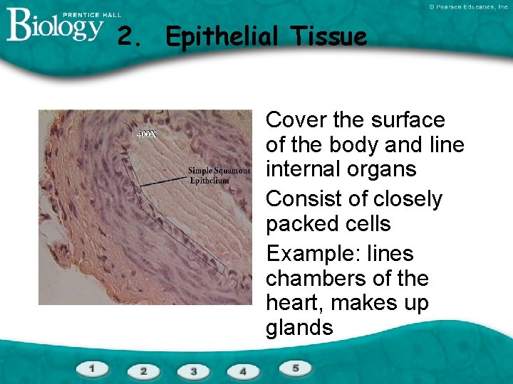 2. Epithelial Tissue Cover the surface of the body and line internal organs Consist