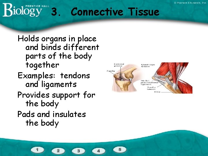 3. Connective Tissue Holds organs in place and binds different parts of the body
