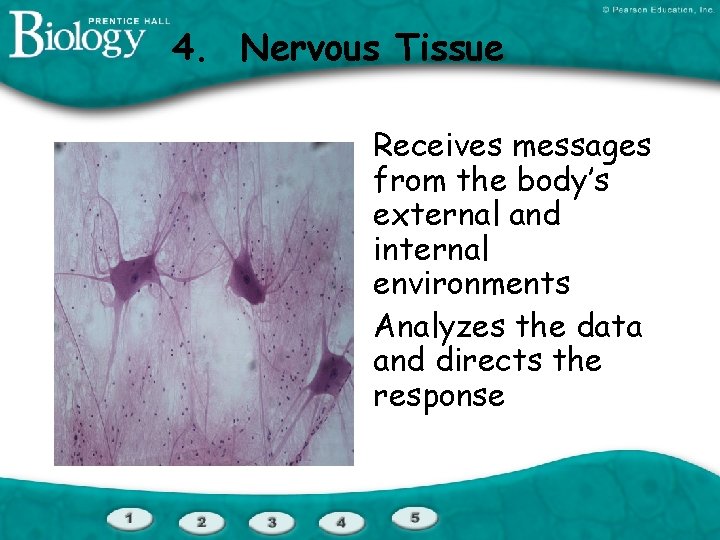 4. Nervous Tissue Receives messages from the body’s external and internal environments Analyzes the