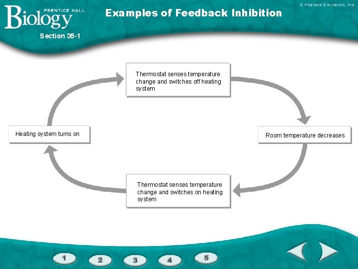 Examples of Feedback Inhibition Section 35 -1 Thermostat senses temperature change and switches off