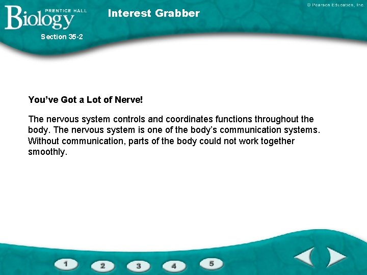 Interest Grabber Section 35 -2 You’ve Got a Lot of Nerve! The nervous system
