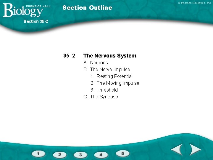 Section Outline Section 35 -2 35– 2 The Nervous System A. Neurons B. The