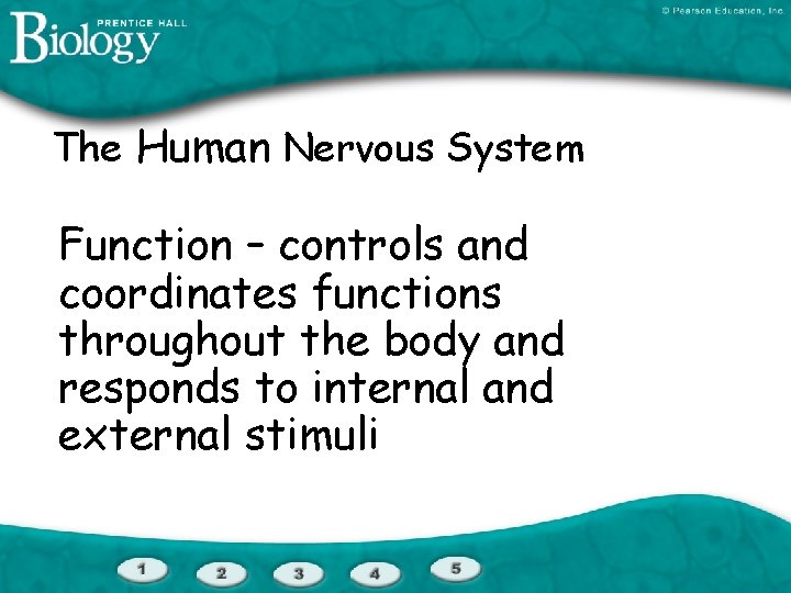 The Human Nervous System Function – controls and coordinates functions throughout the body and