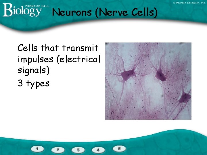 Neurons (Nerve Cells) Cells that transmit impulses (electrical signals) 3 types 