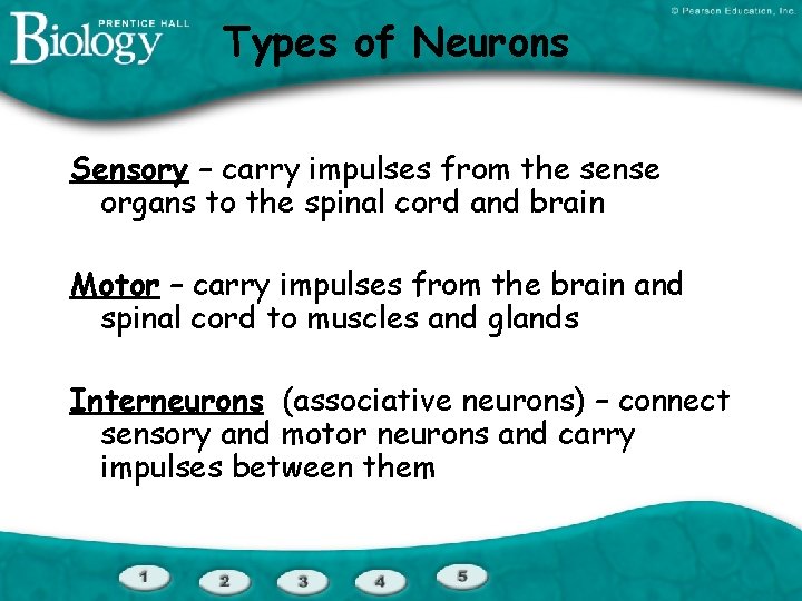 Types of Neurons Sensory – carry impulses from the sense organs to the spinal