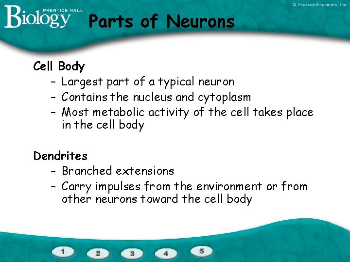Parts of Neurons Cell Body – Largest part of a typical neuron – Contains