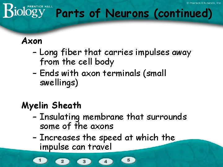 Parts of Neurons (continued) Axon – Long fiber that carries impulses away from the