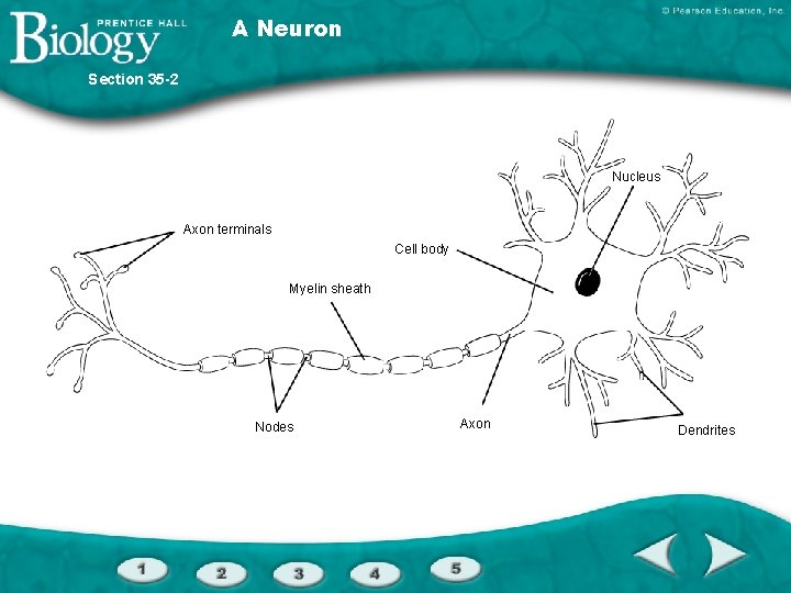 A Neuron Section 35 -2 Nucleus Axon terminals Cell body Myelin sheath Nodes Axon
