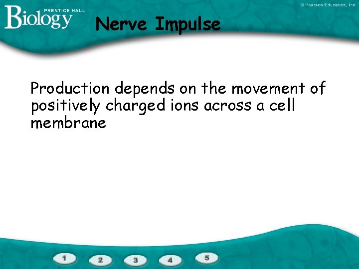 Nerve Impulse Production depends on the movement of positively charged ions across a cell