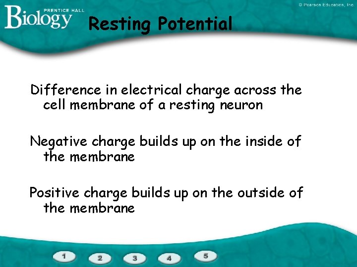 Resting Potential Difference in electrical charge across the cell membrane of a resting neuron