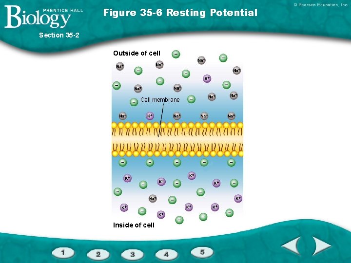 Figure 35 -6 Resting Potential Section 35 -2 Outside of cell Cell membrane Inside