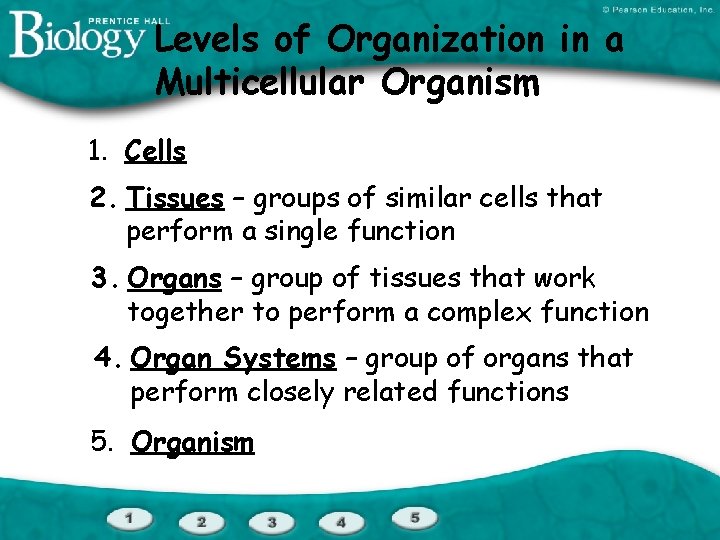 Levels of Organization in a Multicellular Organism 1. Cells 2. Tissues – groups of