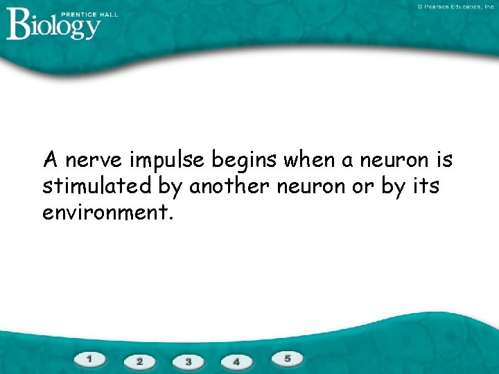 A nerve impulse begins when a neuron is stimulated by another neuron or by