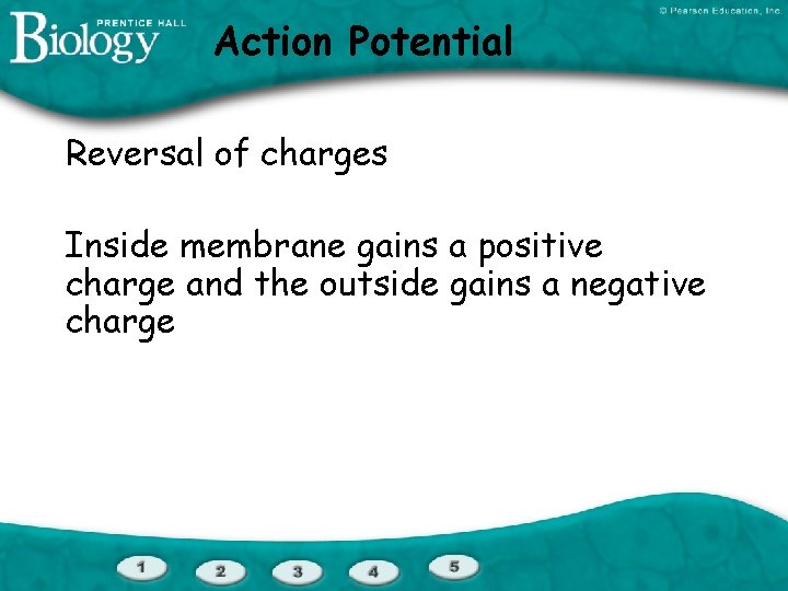 Action Potential Reversal of charges Inside membrane gains a positive charge and the outside