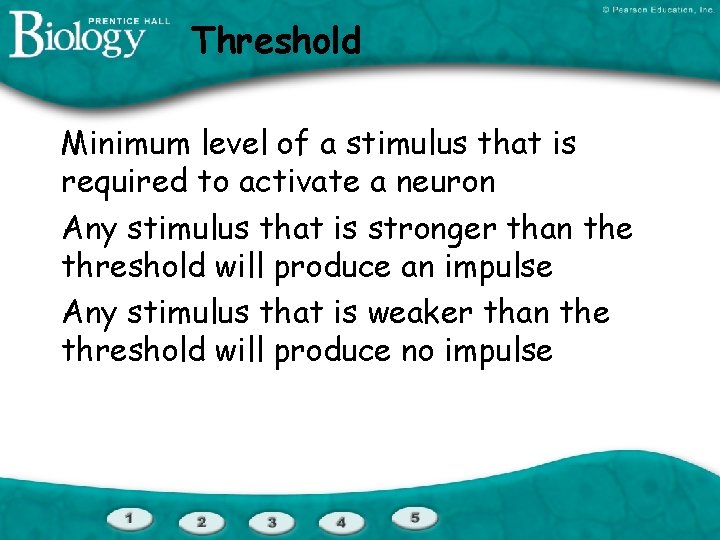 Threshold Minimum level of a stimulus that is required to activate a neuron Any