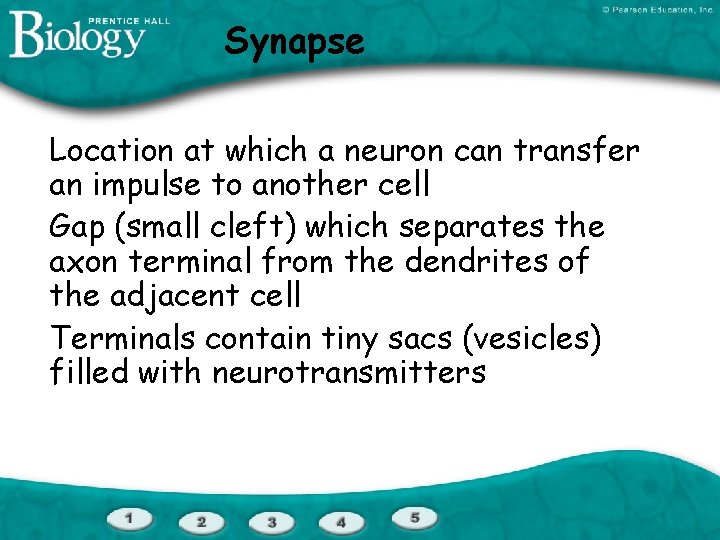 Synapse Location at which a neuron can transfer an impulse to another cell Gap