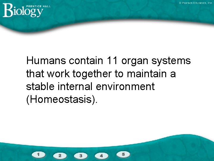 Humans contain 11 organ systems that work together to maintain a stable internal environment