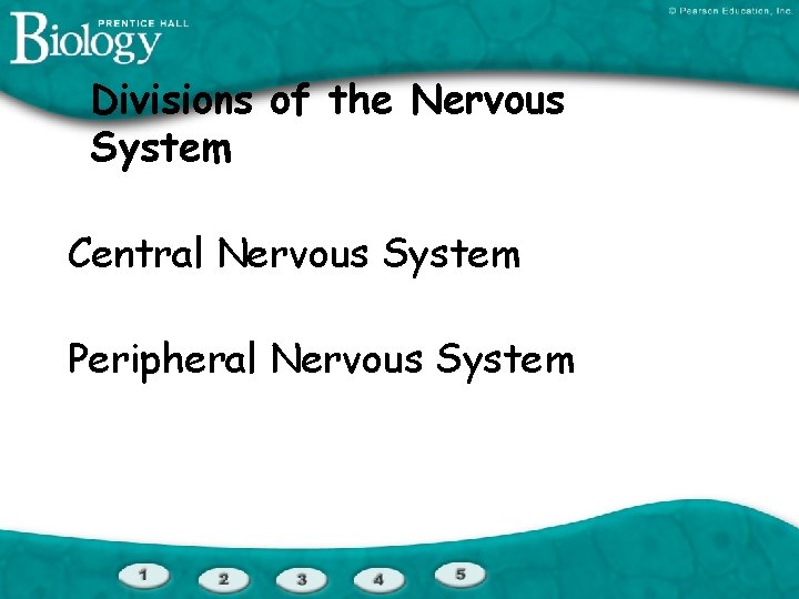Divisions of the Nervous System Central Nervous System Peripheral Nervous System 
