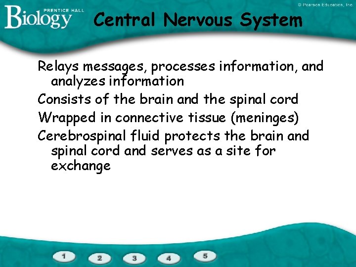 Central Nervous System Relays messages, processes information, and analyzes information Consists of the brain