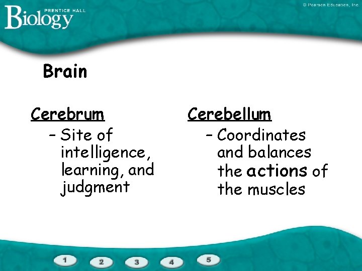 Brain Cerebrum – Site of intelligence, learning, and judgment Cerebellum – Coordinates and balances