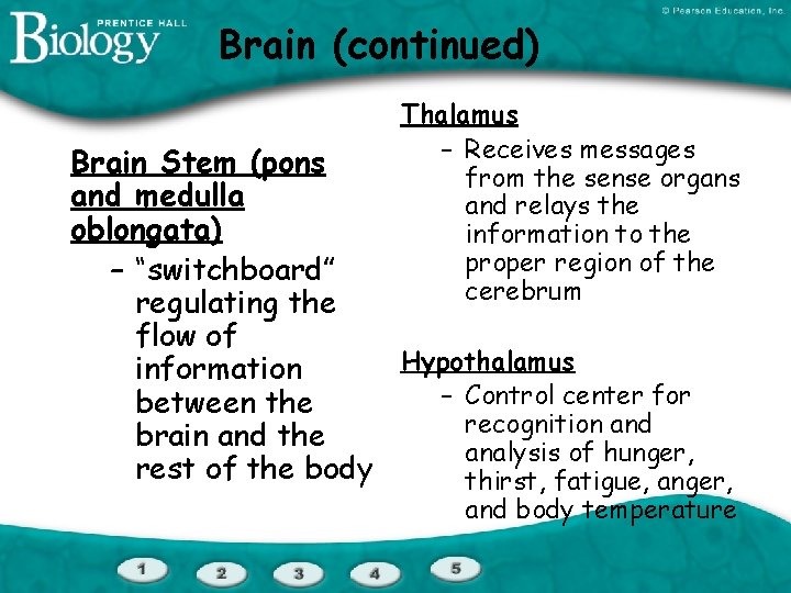Brain (continued) Thalamus – Receives messages from the sense organs and relays the information