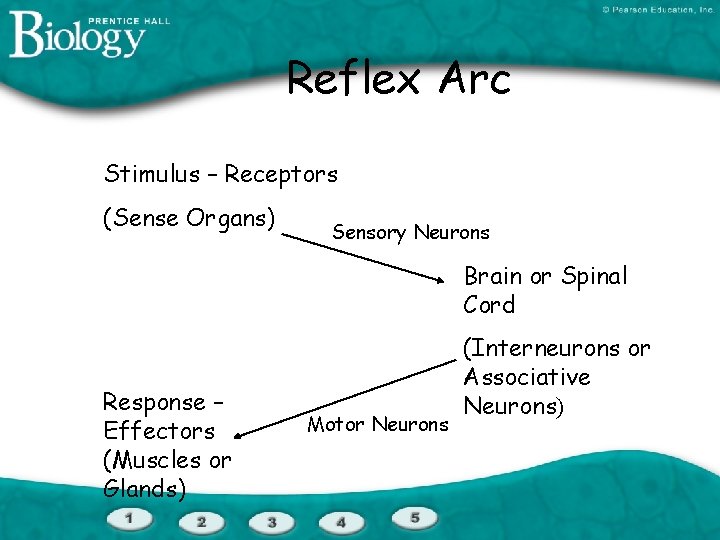Reflex Arc Stimulus – Receptors (Sense Organs) Sensory Neurons Brain or Spinal Cord Response